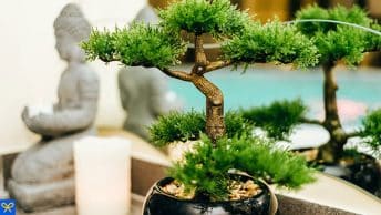 offrir bonsai